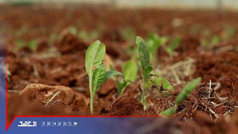 من القرى الحدودية .. شتلةُ التّبغ مجدداً